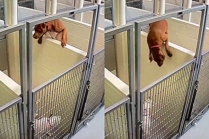 As pitbulls, que foram resgatadas juntas, não suportam a ideia de ficarem separadas em canis diferentes. Então, uma delas tem a ideia de pular o muro.