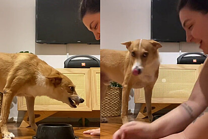 Dona encontra maneira inusitada de fazer seu cão comer
