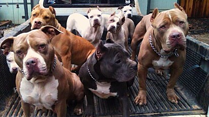 Raças de cachorros associadas ao termo pitbull. Confira 5 delas.