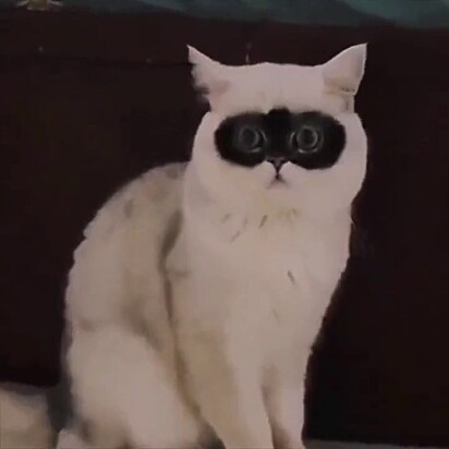 Manchinha nos olhos do gatinho dão impressão que ele está de óculos. 