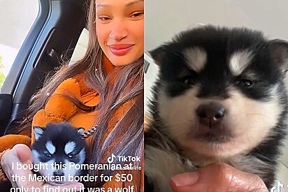 Mulher compra cão da raça Lulu da Pomerânia. Pet cresce e fica totalmente diferente.