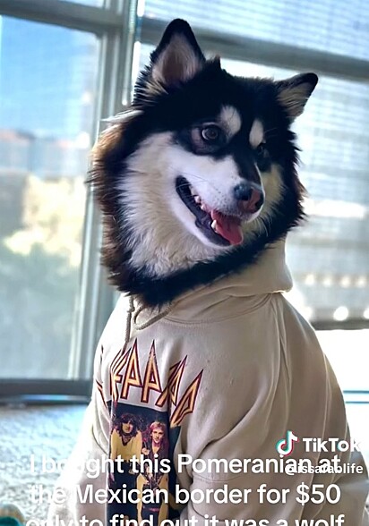 Segundo a modelo, o animal é um lobo. Mas muitos internautas comentaram acreditando ser um husky.
