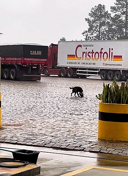 Após o furto, o cão levou o brinquedo para o pátio do posto para brincar.