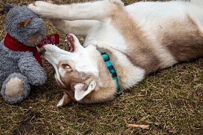 Cachorro brincando com um ursinho de pelúcia.