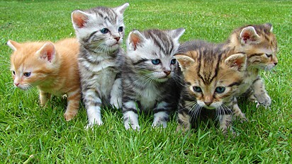 Além de pequenos, gatinhos podem manter comportamento de filhote. 