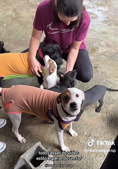 A ONG Pet Friends, localizada em São Paulo, têm muitos doguinhos disponíveis para adoção.