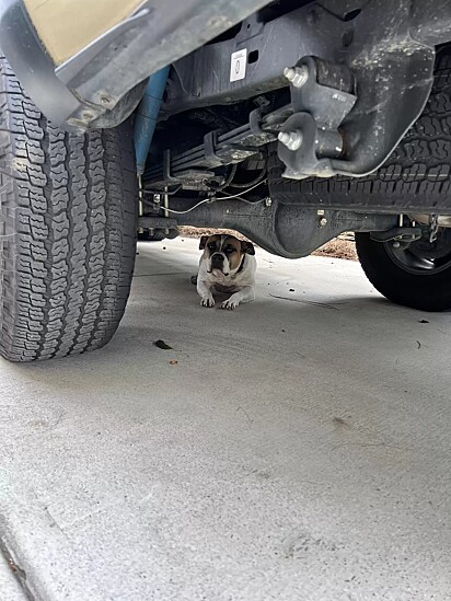 A pet correu para debaixo do carro enquanto a sua dona assumia a situação.