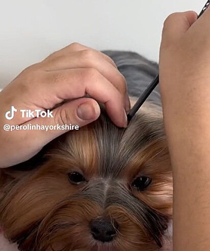 A pet fica comportada durante todo o processo do penteado.