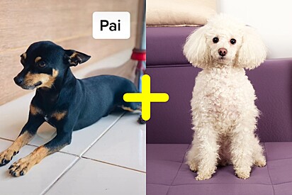 Internauta apresenta Chiquinha, sua cachorrinha que é uma mistura de poodle com pinscher.
