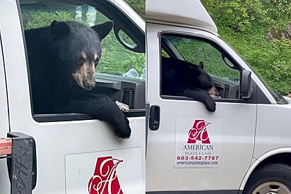 O urso invadiu o veículo e comeu os lanches dos funcionários.