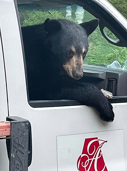 O urso virou notícia na região.