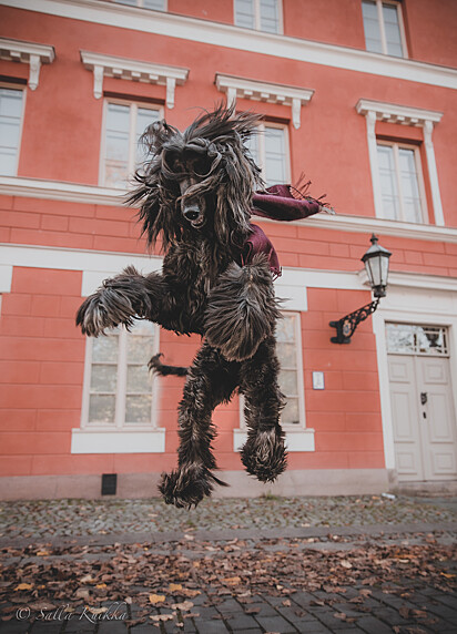 Babuíno pulando na cidade.