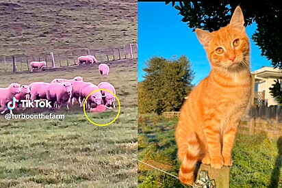 Gato laranja se aventura no pastoreio de ovelhas, porém sua tentativa não dá certo. As ovelhas, curiosas, ficam cheirando-o.