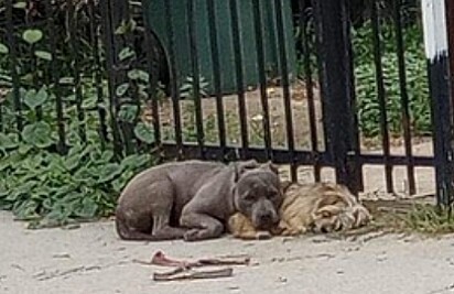 As duas são inseparáveis.