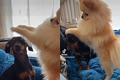 Cãozinho é flagrado abençoando sua irmã canina. Porém, parece que ela não gostou da bênção.