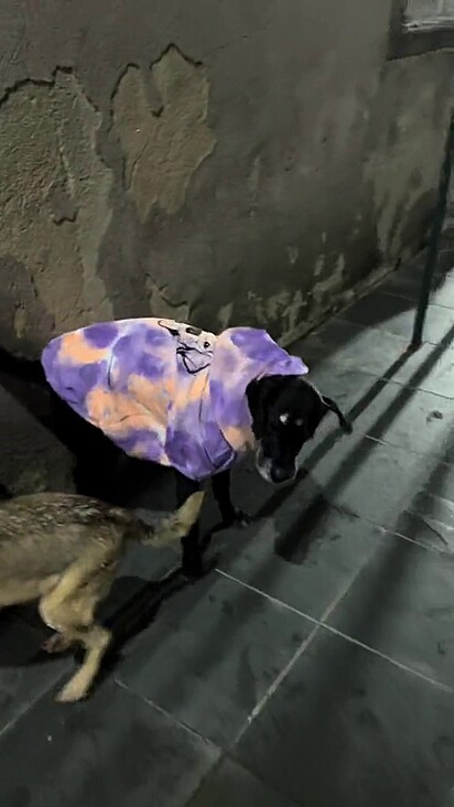 Os cães foram vestidos com roupas quentinhas para suportarem o frio.