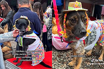 Jovem vai em evento pet com suas vira-latinhas e filma cachorrinhos vestidos com diferentes roupas juninas.