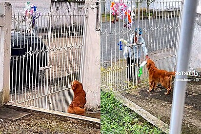 Golden retriever aguarda ansioso seu amigo vendedor de algodão doce. E homem adora ver e presentear o cão.