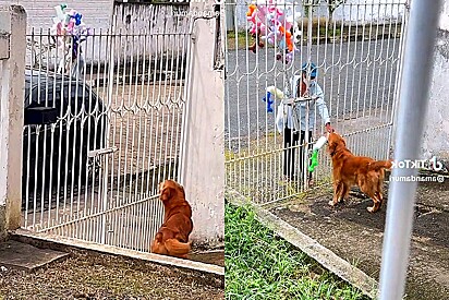 Cão caramelo adora ficar de rosto colado com amigo cavalo e vídeos fazem  sucesso online