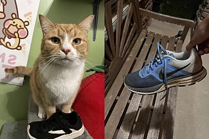 O gato laranja ladrão tem preferência por tênis da Nike.