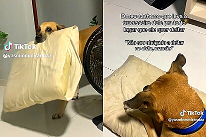 Cão carrega travesseiro até a sala, pois só deita em superfície fofinha.