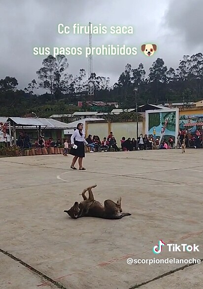 Cão é visto dançado durante apresentação de crianças na escola em homenagem ao Dia dos Pais.