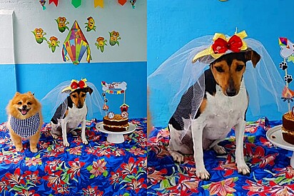 Creche canina faz festa junina com direito a casamento caipira, mas parece que a noiva não está feliz com a celebração.