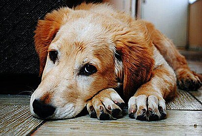 O luto é tão doloroso nos animais, quanto em nós humanos. 