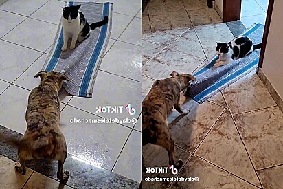 Cão e gato são vistos brincando com o tapete da cozinha.