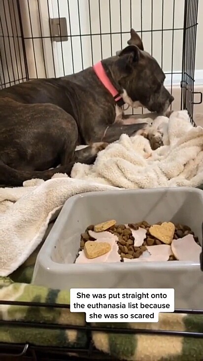 A pitbull foi abandonada em um abrigo de animais.