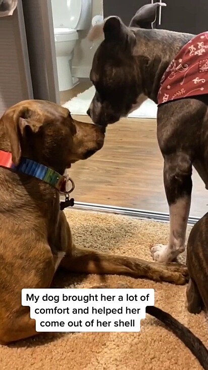 A pitbull em contato com outro cachorro.