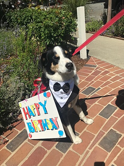 Ryder, cão da raça Pastor Australiano, vestindo um traje elegante para a festa.