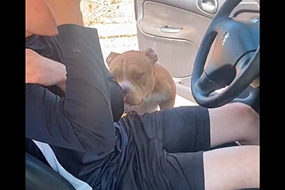 Casal estaciona carro para ajudar cachorra perdida, porém, pet tem atitude inesperada.