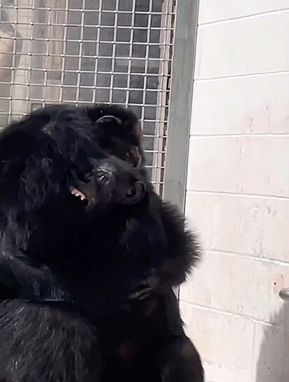 Vanilla foi recebida no santuário com o abraço caloroso de Dwight, outro chimpanzé que vive no local.