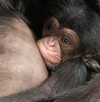 Kucheza aconchegado na sua mamãe chimpanzé, Mahale.