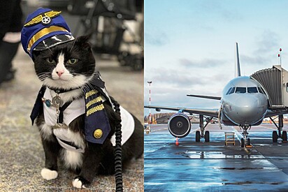 O gato terapeuta já atuou em hospitais e agora foi contratado pelo aeroporto.