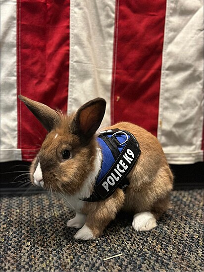 A coelha Percy vestindo seu uniforme.