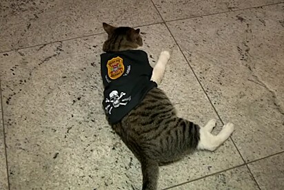 O gato Bartolomeu uniformizado.