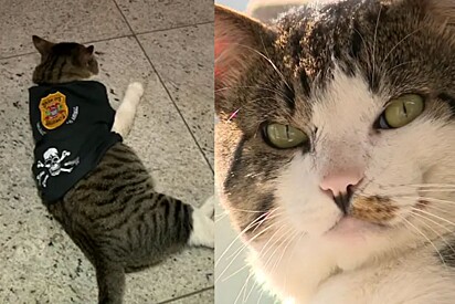 Bartolomeu, o gato adotado por uma delegacia, esbanja charme vestindo o uniformezinho.