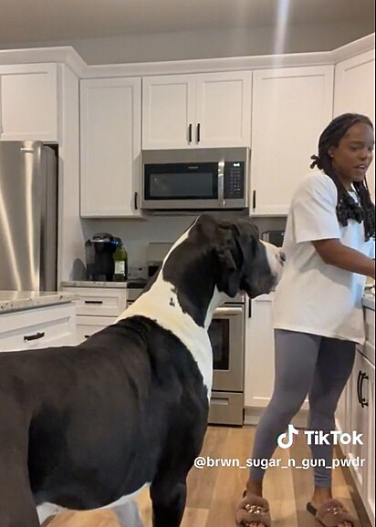 O cão entrou na cozinha em busca de petisco.