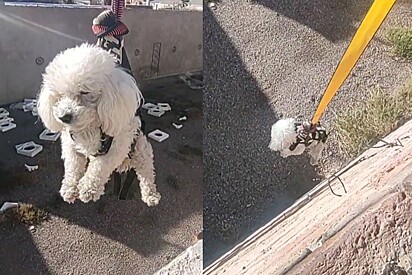 Usando equipamento de segurança, poodle desce muro em missão de resgate do seu bem precioso