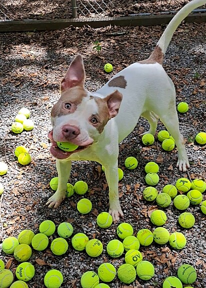 O pitbull Ribeye adora brincar com bolinha de tênis.