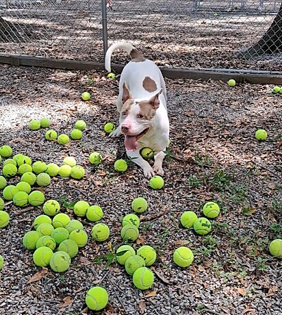 O pitbull ficou eufórico com o presente: uma caixa de bolinhas de tênis.
