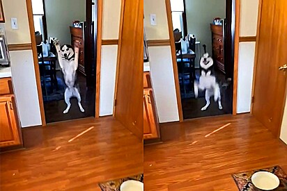 Husky siberiano fica eufórica quando sua dona chega em casa. Vídeo dessa fofura acumula mais de cinco milhões de visualizações.
