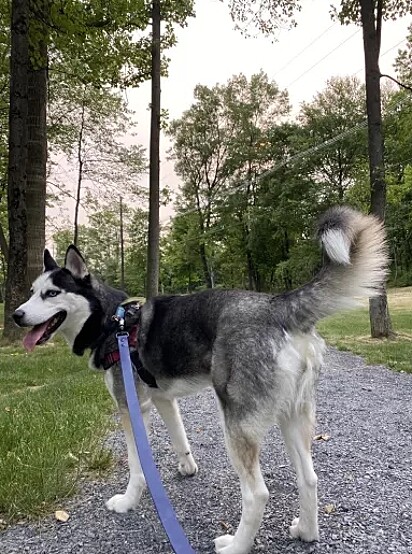 A husky siberiano Stella adora caminhadas no parque.