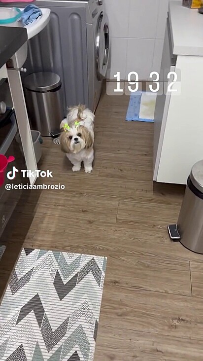 A shih-tzu está em frente a fralda chamando a atenção da tutora.