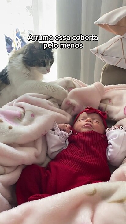 O gato olhando o bebê recém-nascido.