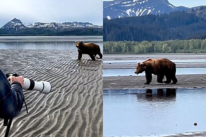 Homem consegue espantar urso no Alasca e salva turistas de ataque.