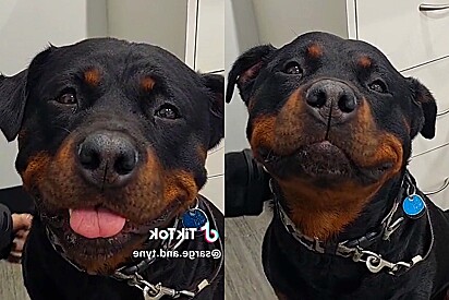 Rottweiler é submetido a uma cirurgia e sua reação à anestesia derrete corações dos internautas.