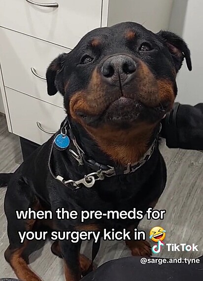 O cão rottweiler sorrindo sob o efeito da anestesia.